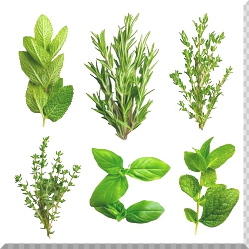ERBE AROMATICHE
